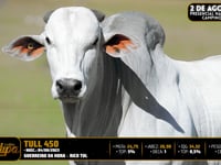 Lote 119