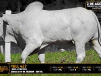 Lote 120
