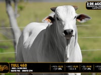 Lote 121