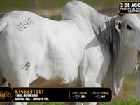 Lote 123