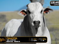 Lote 126