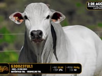 Lote 132