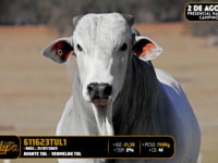 Lote 133