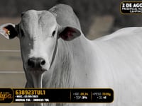 Lote 135