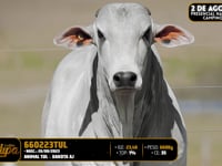 Lote 136