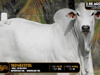 Lote 139