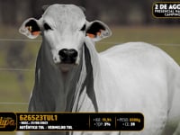 Lote 143