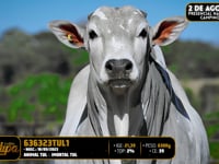 Lote 146