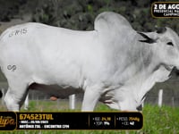 Lote 147