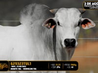 Lote 156