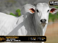 Lote 157
