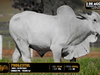Lote 158