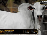 Lote 159