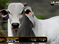 Lote 160