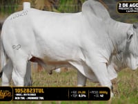 Lote 161