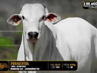 Lote 162
