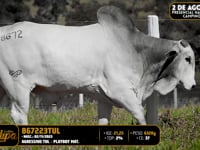 Lote 164