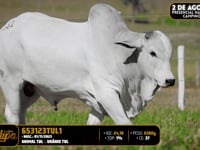 Lote 163