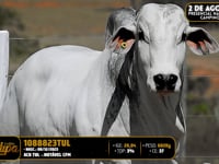 Lote 165