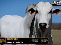 Lote 166