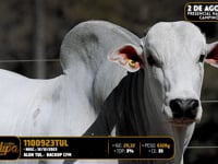 Lote 167