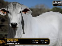 Lote 168