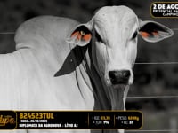 Lote 170