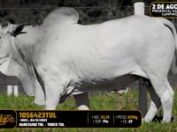Lote 171