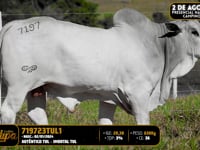 Lote 172