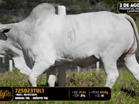 Lote 173
