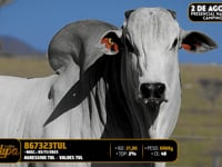 Lote 174