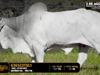 Lote 175