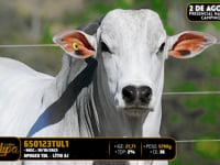 Lote 176