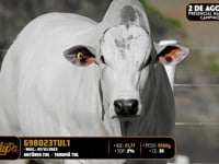 Lote 177