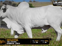Lote 178