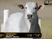 Lote 179