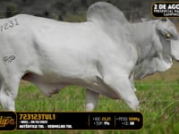 Lote 181