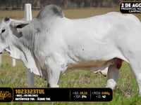 Lote 183
