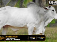 Lote 184