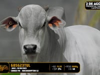 Lote 185