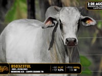 Lote 186