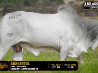 Lote 187