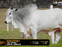 Lote 189