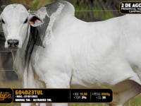 Lote 190