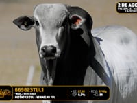 Lote 192