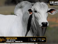 Lote 193