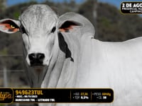 Lote 195