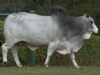 Lote 200