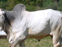 Lote 55