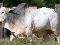 Lote 63